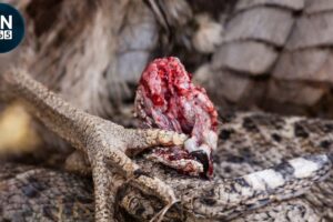 Most Epic SNAKE vs BIRD BATTLES Caught on Camera | Animal Fights