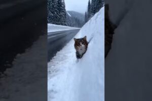 Most Heartbreaking Kitten Rescue Moments🐈❣️ #kittenrescue  #kittenlove  #shorts