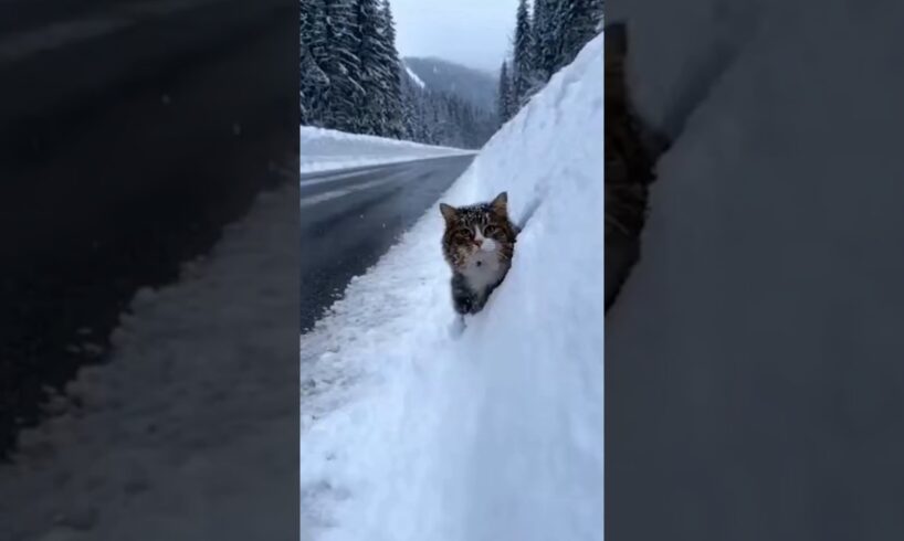 Most Heartbreaking Kitten Rescue Moments🐈❣️ #kittenrescue  #kittenlove  #shorts