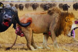 Most Insane Animal Fights Ever Caught on Camera | Wild Animals