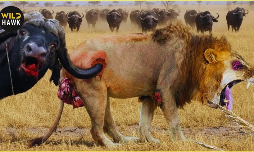 Most Insane Animal Fights Ever Caught on Camera | Wild Animals