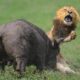 Most Insane Animal Fights of All Time Caught on Camera | Animal Fights