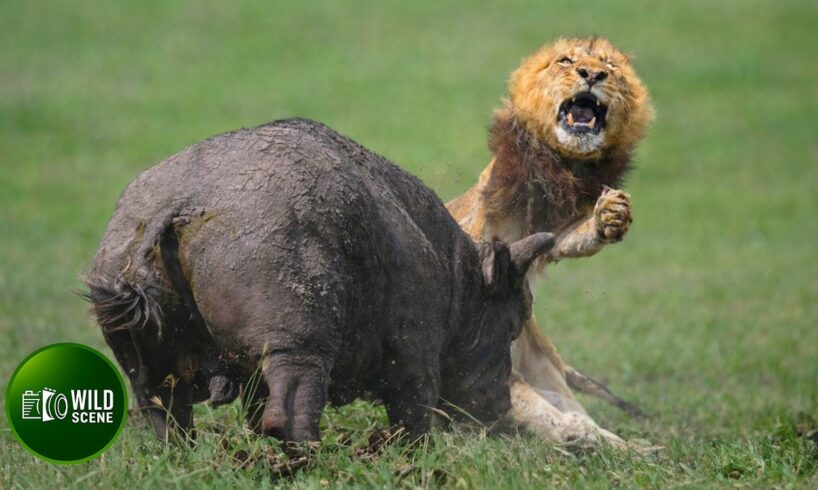 Most Insane Animal Fights of All Time Caught on Camera | Animal Fights