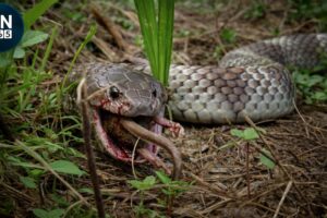 Most Terrifying SNAKE Attacks Ever Caught on Camera! | Animal Fights