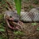 Most Terrifying SNAKE Attacks Ever Caught on Camera! | Animal Fights