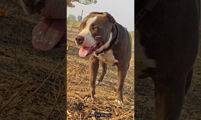 Most powerful dogs in the world 🤯 #max #pitbull #facts #dogfacts #dogbreed #dogvideos #shorts #pets