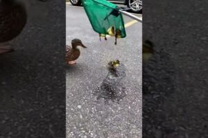 Mother Duck Rescues Ducklings from Storm Drain | Emotional Animal Rescue #animals #pets #rescuestory