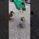 Mother Duck Rescues Ducklings from Storm Drain | Emotional Animal Rescue #animals #pets #rescuestory