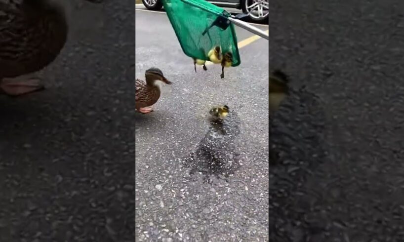 Mother Duck Rescues Ducklings from Storm Drain | Emotional Animal Rescue #animals #pets #rescuestory