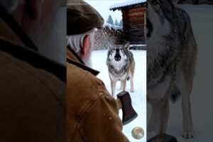 Mother wolf Saves Her Cubs with the Help of an Old Guy!  #rescueanimals  #rescueme #rescue