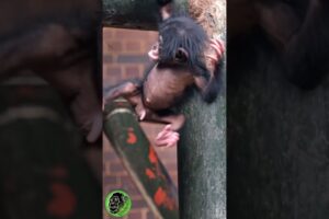 Mum Chimpanzee Dangling Her Baby Chimp #shorts