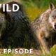Nature's Savage Battles of Survival | Animal Fight Night MEGA Episode | Nat Geo Animals