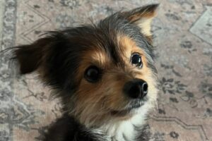 Neglected senior dog is so happy to be loved