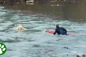New Yorker in Suit Plunges Into Pond to Rescue Dog