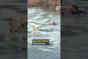 New Yorker in business suit plunges into pond to rescue dog 👏