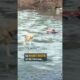 New Yorker in business suit plunges into pond to rescue dog 👏