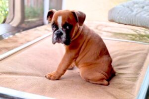 No One Wanted Him Because He Was Dying — So I Took Him Home.