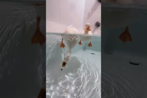 Oh No! #shorts #petduck #peas