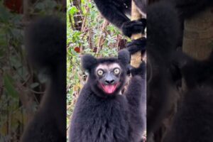 Orangutans shouting strange#orangutan#animals#cat#dog#monkey