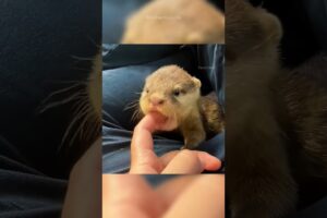 Orphan Baby Otter Found a New Mom 🦦