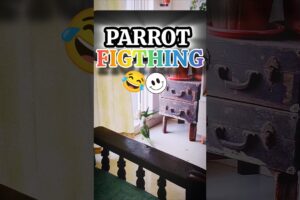 PARROT FIGTHING |😁 FUNNY PARROT |#parrot #shorts #shortvideo #birds #funny