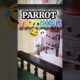 PARROT FIGTHING |😁 FUNNY PARROT |#parrot #shorts #shortvideo #birds #funny