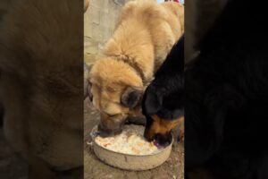 Peaceful Village Morning 🌄 | Playing with Dogs & Farm Life