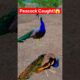 😱 Peacock Rescue in Forest | Shocking Catching Moment #peacock #wildlife #birds #animals #shorts