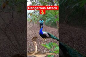 Peacock vs Snake Fight in Forest | Shocking Catching Scene Viral Video #peacock #wildlife #birds