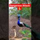 Peacock vs Snake Fight in Forest | Shocking Catching Scene Viral Video #peacock #wildlife #birds