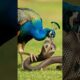 Peacock vs Snake | Real Fight & Amazing Animal Facts