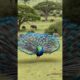 Peafowl bird sound 🦚 Peacock Opens Feathers After Being Scared by Elephant’s Trumpet! Peacock Dance!