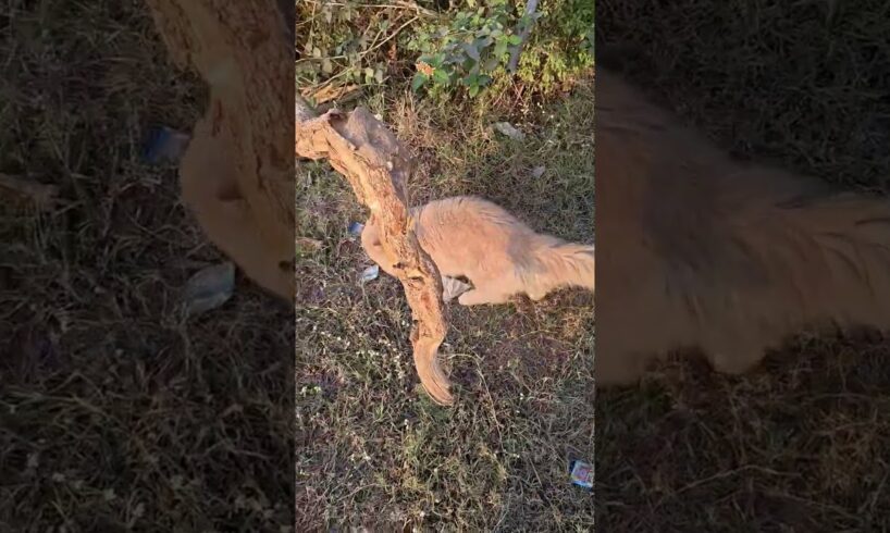 Persian cat playing #cat #kitten #pets #animals #fun #play #enjoy #viral #trending #manjulapatel