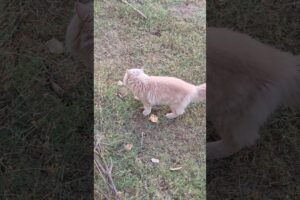 Persian cat playing #cat #kitten #pets #animals #wildlife #fun #enjoy #viral #trending #manjulapatel