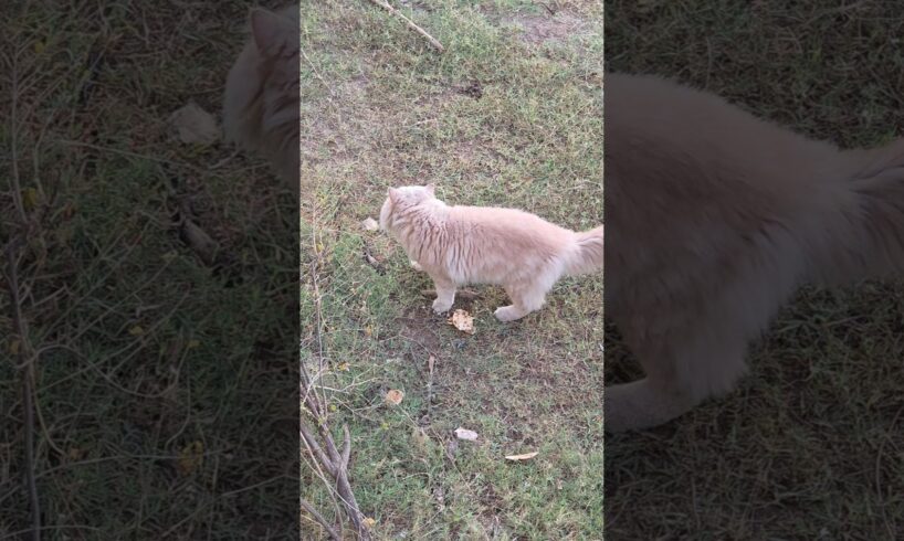 Persian cat playing #cat #kitten #pets #animals #wildlife #fun #enjoy #viral #trending #manjulapatel
