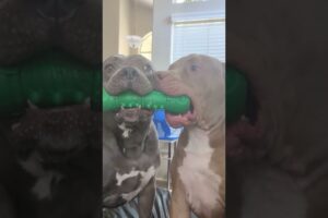 Pitbull Steals His Brothers Toy! Cutest Dogs On YouTube!! #dog #cutedog #brothers