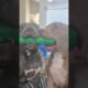 Pitbull Steals His Brothers Toy! Cutest Dogs On YouTube!! #dog #cutedog #brothers