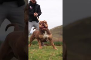 Pitbull vs Rottweiler Fight 🐕‍🦺🔥 | Who is Strongest Dog? #shortvideo #viral