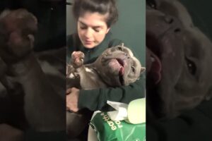 Pittie Kept In Crate His Whole Life Picks Woman To Be His Mom | The Dodo