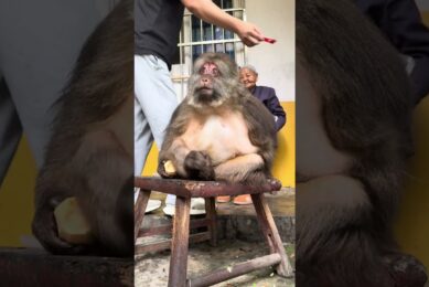 Play With Monkey Xingxing #Monkey #Monkey #Xingxing #Cute #Lovely