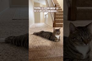 Playing Egyptian music to see if he remembers