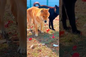 Playing #dog #animals #animallife