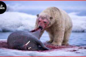 Polar Bear Encounters Caught on Camera | Animal Fights