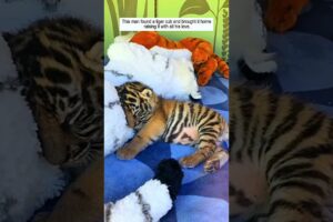 Poor baby tiger #babytiger #tiger #tigercub #rescue #animals #animalrescue #animalshorts
