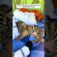 Poor baby tiger #babytiger #tiger #tigercub #rescue #animals #animalrescue #animalshorts