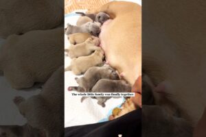 Pregnant Dog Gives Birth to 7 Cute Puppies. 🐶❤️