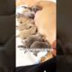 Pregnant Dog Gives Birth to 7 Cute Puppies. 🐶❤️