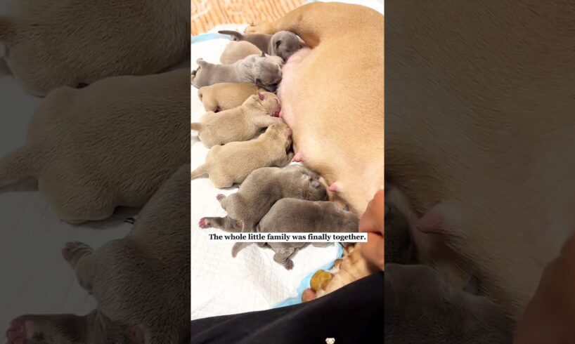 Pregnant Dog Gives Birth to 7 Cute Puppies. 🐶❤️