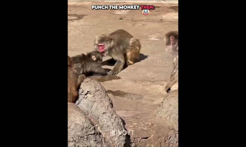Punch The Monkey Then VS Now ☠️🐒 #animals #edit #usa #skulledit #monkey