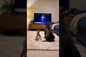 Pup’s Hilarious Belly Dance Time! 🐶💃 #funny #animals #viral